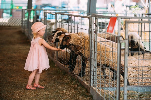 Young girl feeding goats at petting zoo