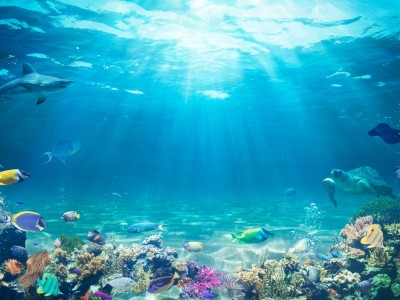 Underwater scene